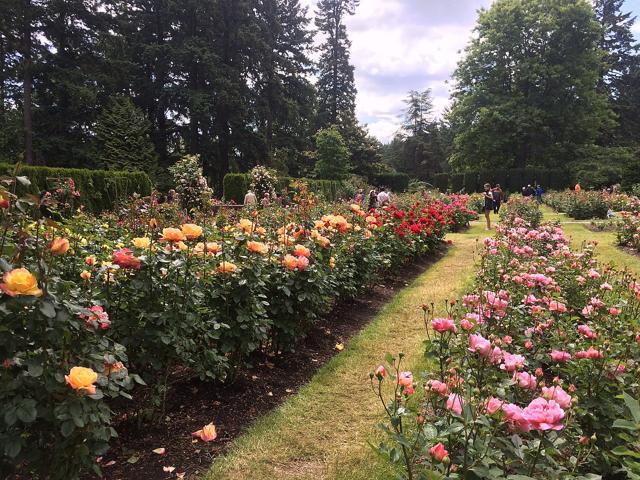 International Rose Test Garden